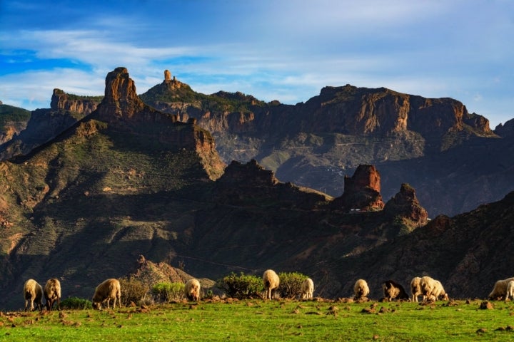 Ovejas pastando en las cumbres de Gran Canaria