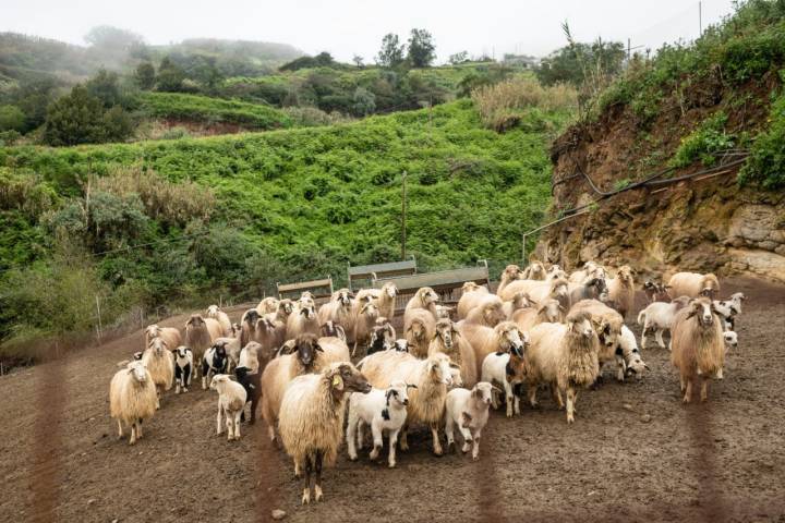 Rebaño de ovejas en la quesería El Caidero (Fontanales)