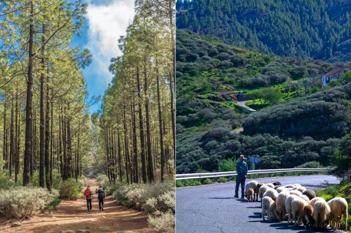 Senderismo y trashumancia por el norte de la isla de Gran Canaria