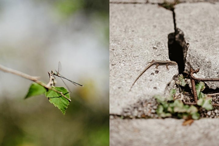 Posados-robados de la esquiva fauna de las Fraguas.