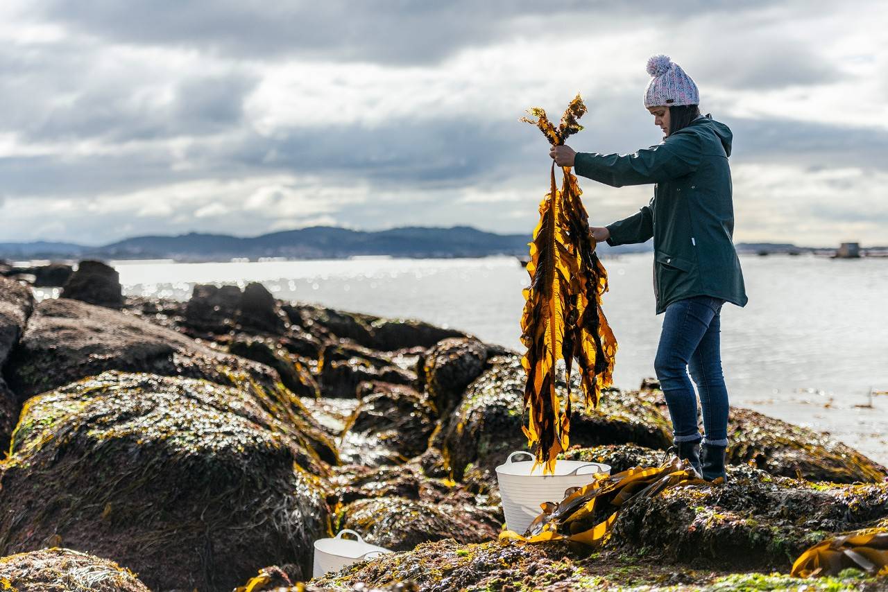 Las algas son un ecosistema casi desconocido. Foto: Portomuiños