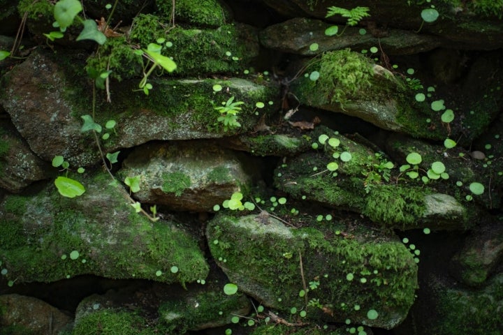 La belleza de Cortegada está en los detalles que conforman lienzos naturalistas de un atractivo hipnótico. 