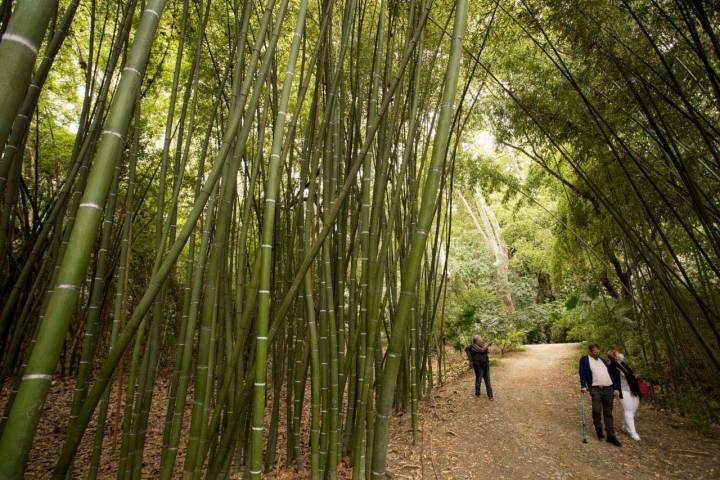 En el bosque de bambú.