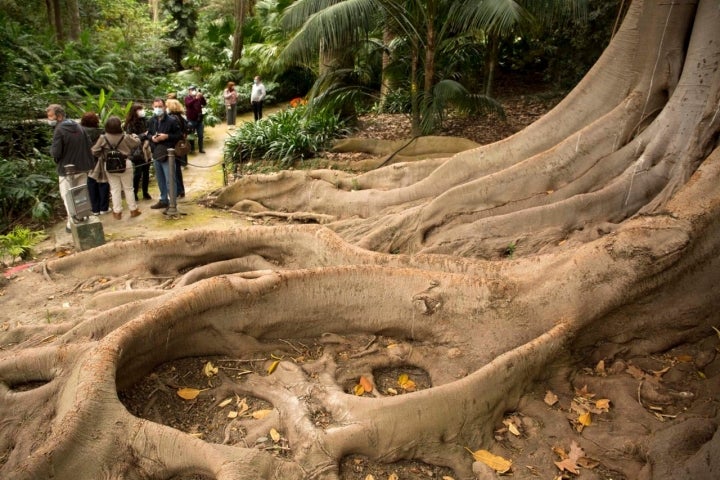 Jardín Botánico de la Concepción (Málaga)