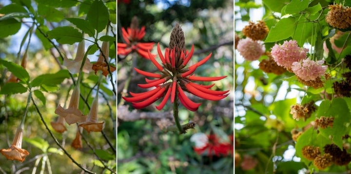 ​  Jardín de la Orotava (Tenerife)  ​