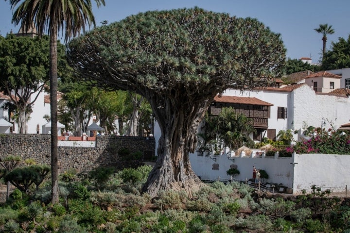 Drago Milenario. Tenerife