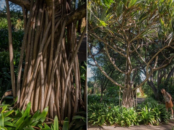 Otra joya: el Pandano, un árbol tropical procedente de Madagascar y Mauricio​.