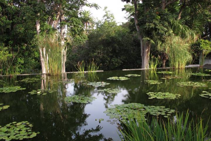 Los estanques y los nenúfares, protagonistas del Jardín. Foto: Scott Zona. Flickr.