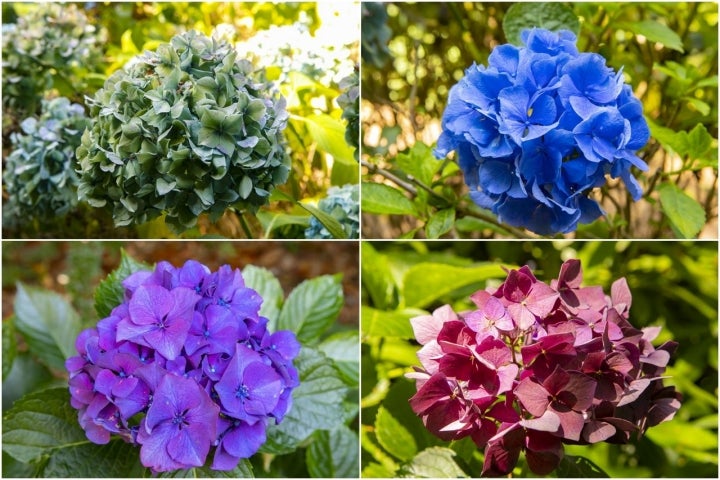 hortensias fonte baxa