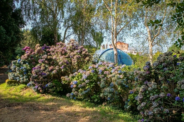 cupulas hortensias fonte baxa