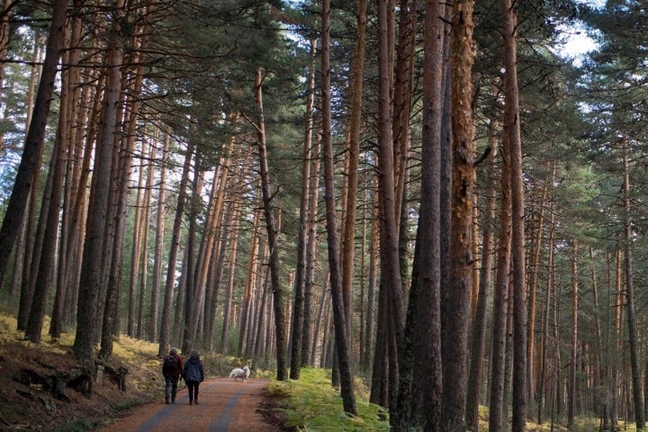 Los pinos de Valsaín cubrían a los personajes de Hemingway en "la tierra de nadie".