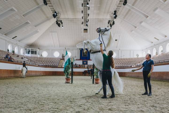 Preparando la exhibición 'Cómo bailan los caballos andaluces' en La Real Escuela Andaluza de Arte Ecuestre.