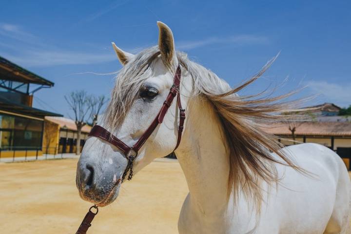 La yeguada cuenta con 280 caballos, cuyo origen está en aquellos monjes cartujos.