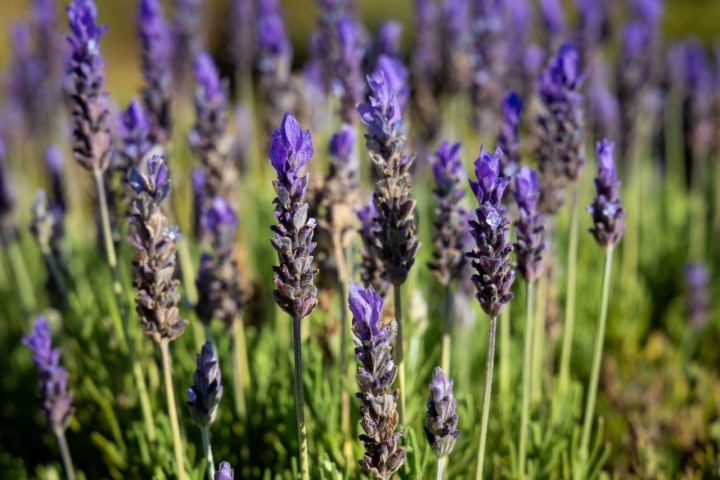  Detalle de lavanda del Laberintus Park.