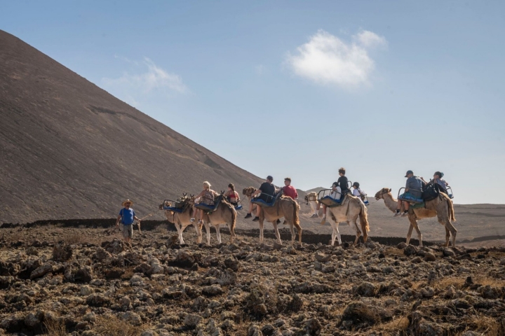 Camellos subiendo al volcán Calderón Hondo en Lajares (Fuerteventura).