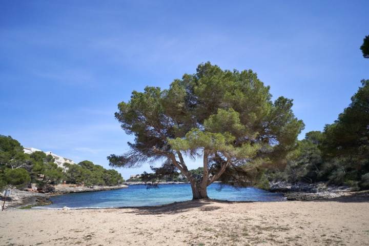Playas de Santanyí (Mallorca): Caló des Homos Morts