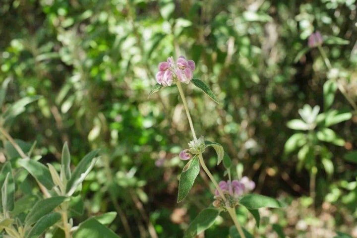 Flor del Matagallo.