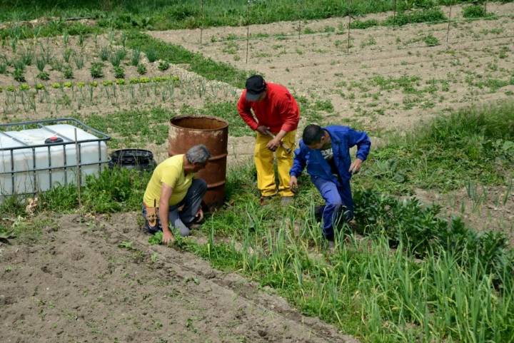Agricultores plantando cebollas en el Valle de Sedano.