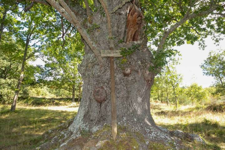 El hermoso tronco que ha visto y oído de todo desde la Edad Media.