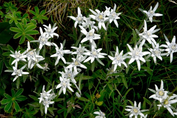 Valle de Ordesa - edelweiss