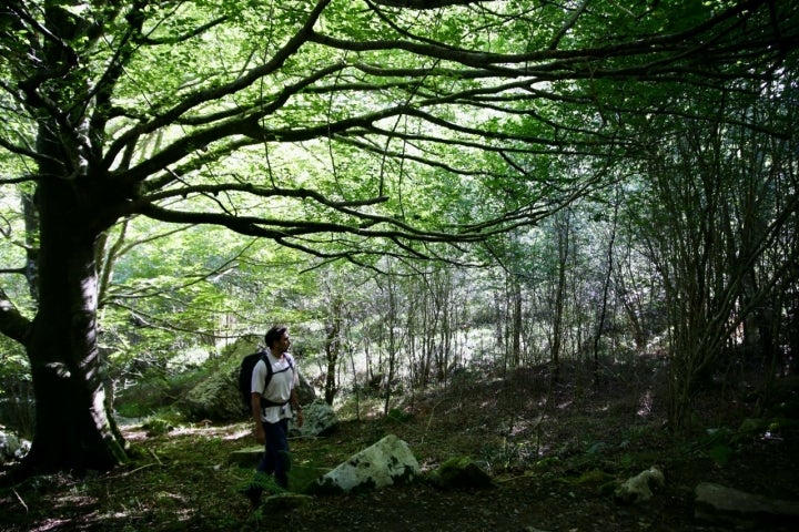 Bosque en los collados del Ansón (Cantabria).