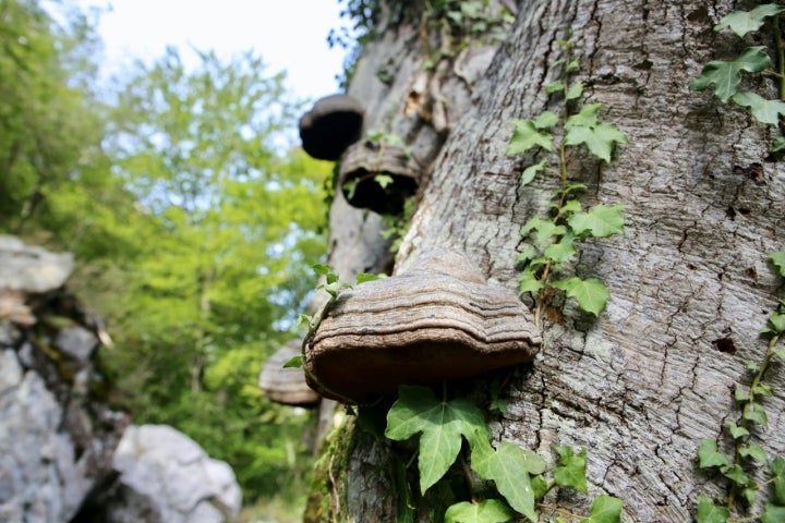 Robles en los collados del Ansón (Cantabria).