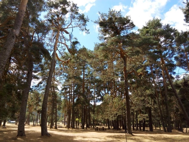 La Naturaleza nos rodea en Comunero de Revenga.