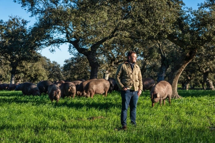 El ganadero Rafael Muñoz junto a los cerdos que cría en Los Pedroches (Córdoba)