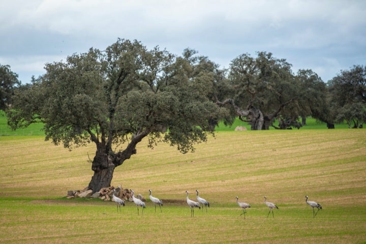 Grullas en Los Pedroches (Córdoba)