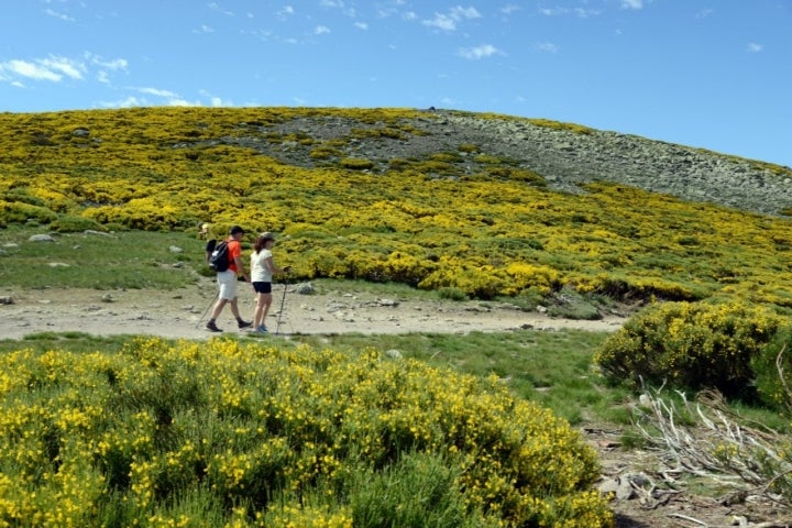 Piornos en flor en Gredos (7)