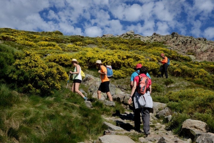 Piornos en flor en Gredos (4)