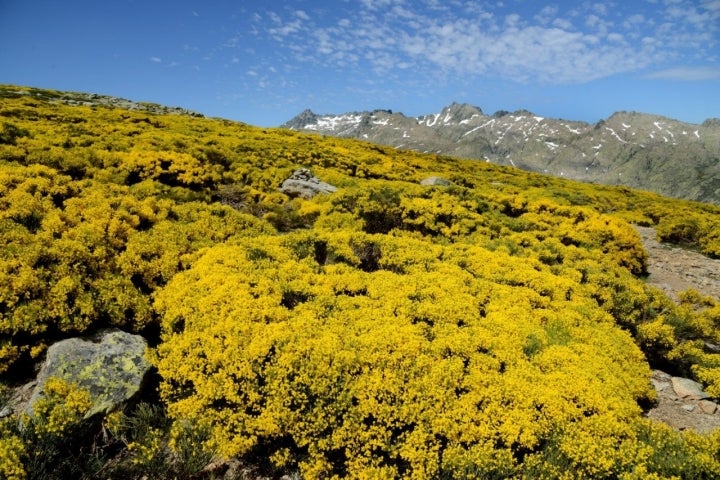 Piornos en flor en Gredos