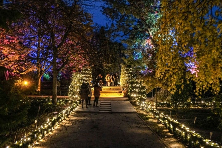 Camino inicial marcado por las luces de Navidad del Jardín