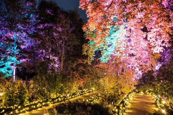 Las copas de los árboles cambian de color por las luces