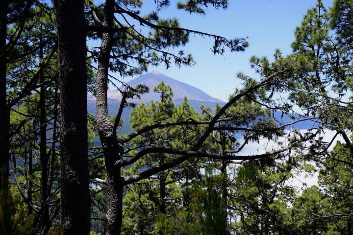 La Corona Forestal envuelve el Parque Nacional del Teide.