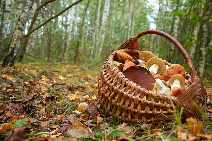 Aprovecha que ya ha comenzado la temporada. Foto: Shutterstock