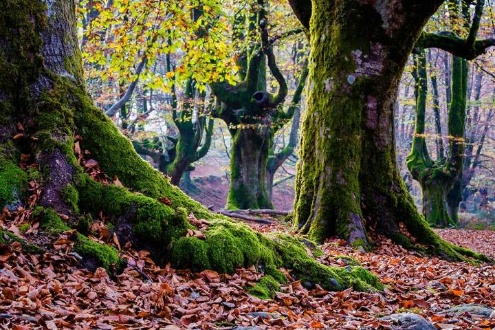 En los bosques de Gorbea se ha establecido un máximo de dos kilos por persona. Foto: Shutterstock.