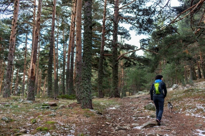 Vegetación Guadarrama