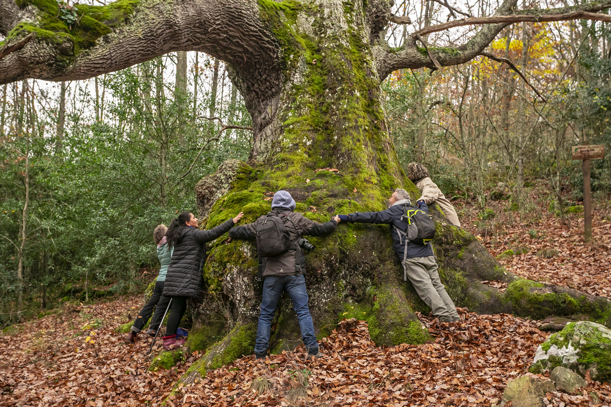 Ruta de los robles milenarios en Bustillo del Monte e Hijedo (Burgos y