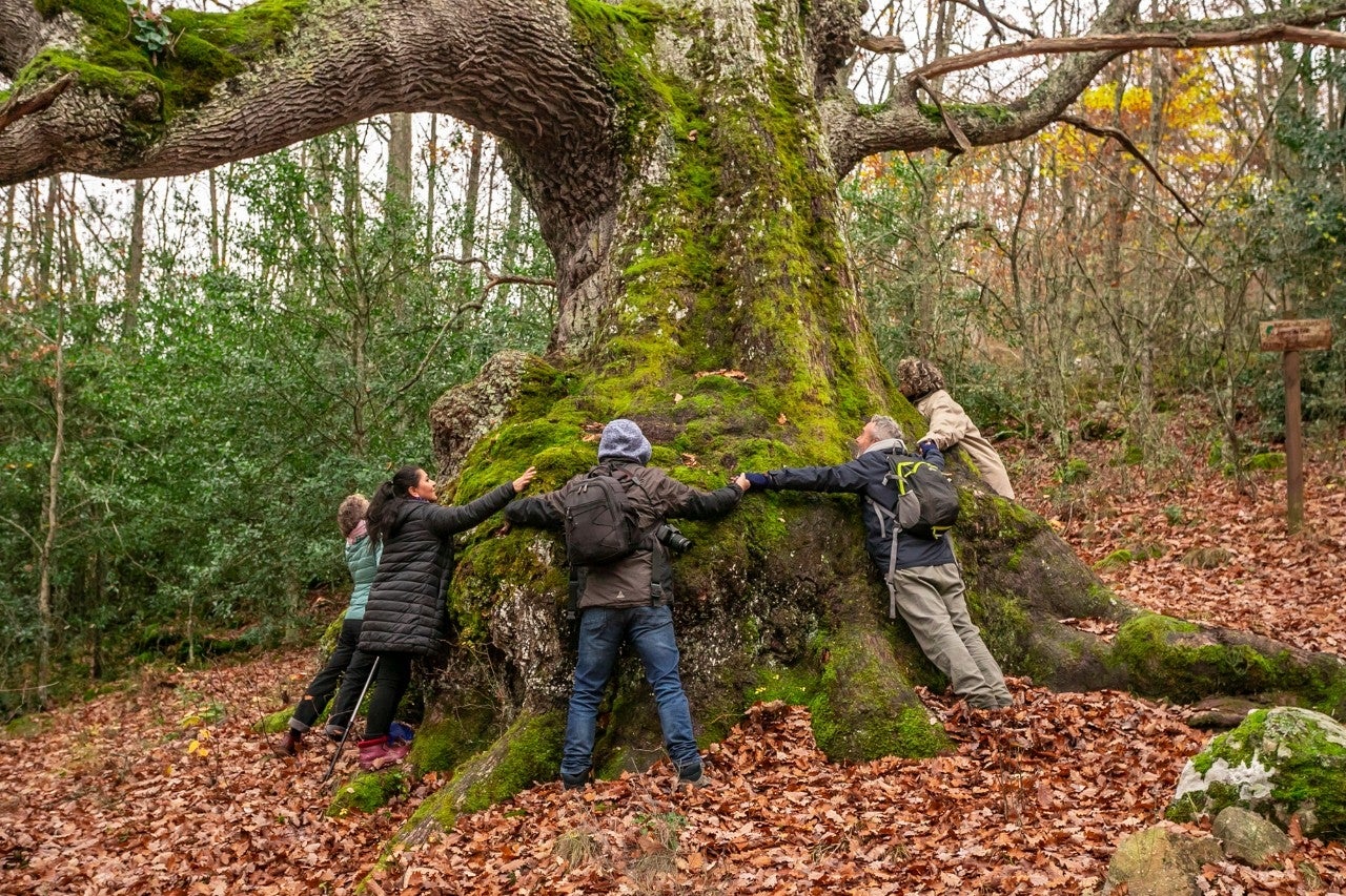 Hazte druida por un día como Merlín, Gandalf y Panoramix