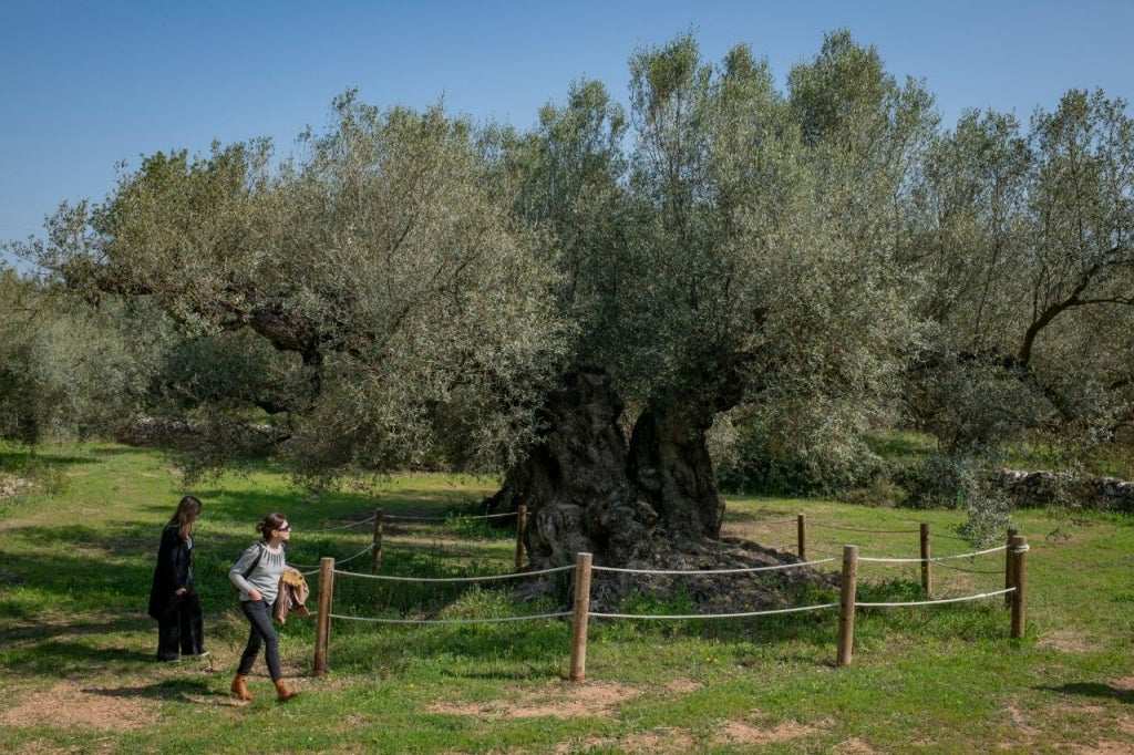 Bienvenidos al olivar milenario más extenso del mundo
