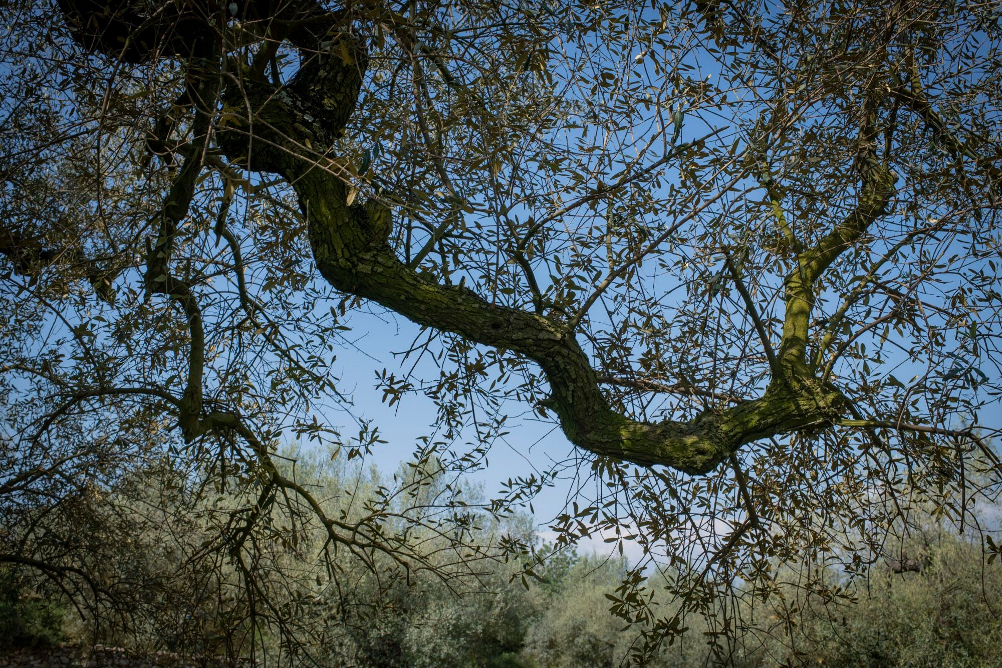Conviene observar con atención las ramas de olivo.