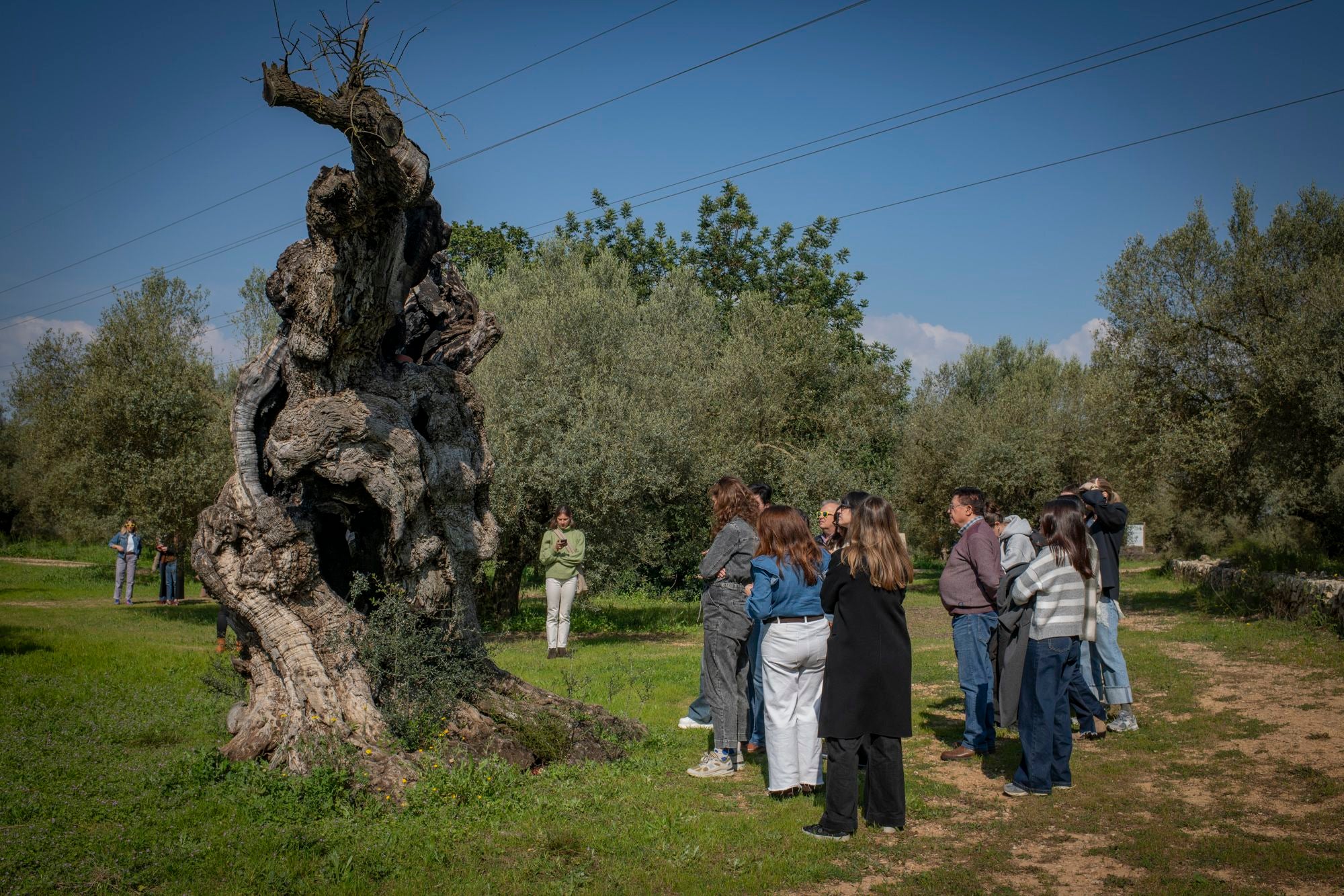 Primera lección: los árboles viven muchos años pero no son inmortales.