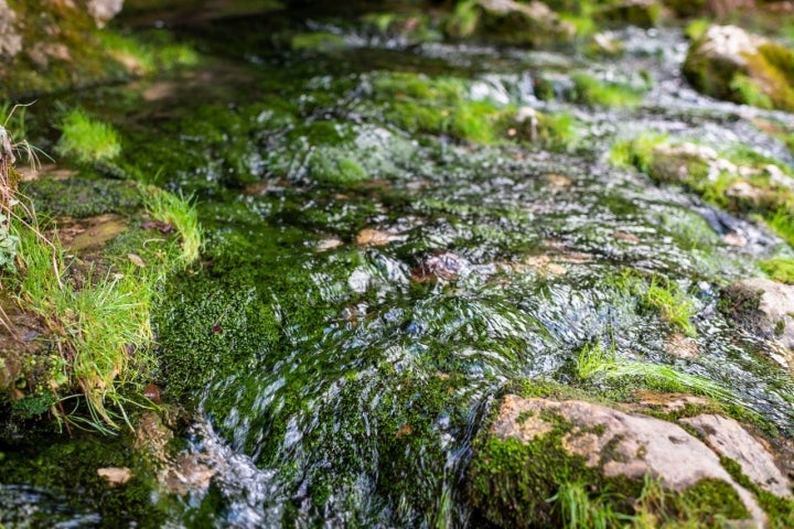 Entorno nacimiento río Cuervo