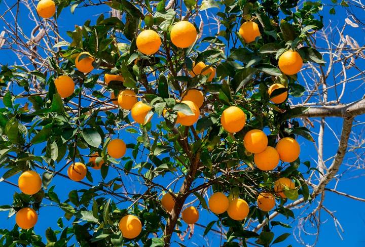 Sí, en Granada también hay naranjas. Fotos: Shutterstock.