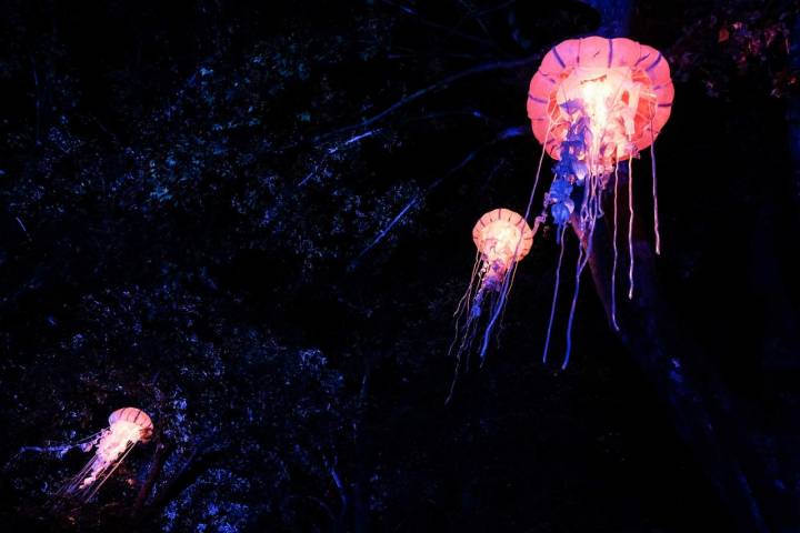 medusas naturaleza encendida real jardin botanico