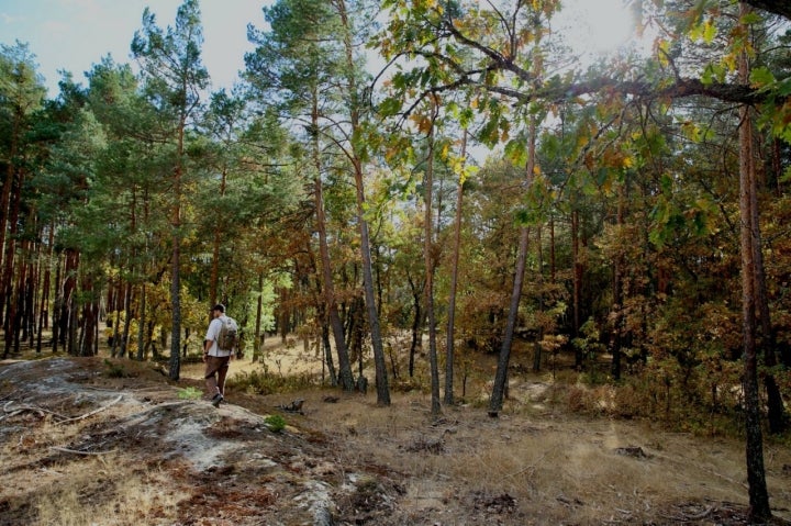 Necrópolis de Bañuelos (Burgos)