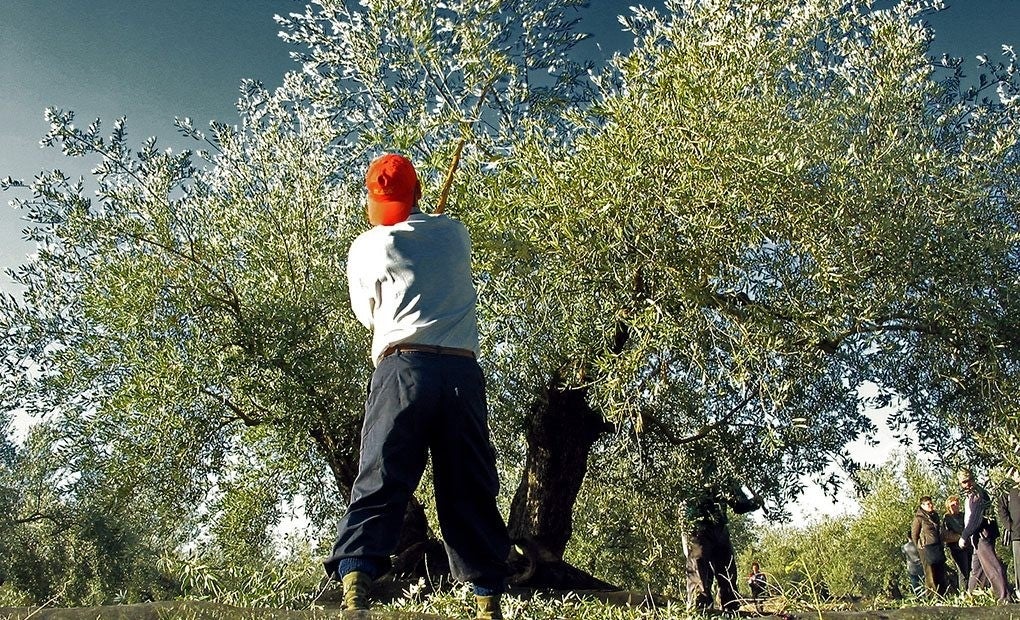 Un mar de 65 millones de olivos