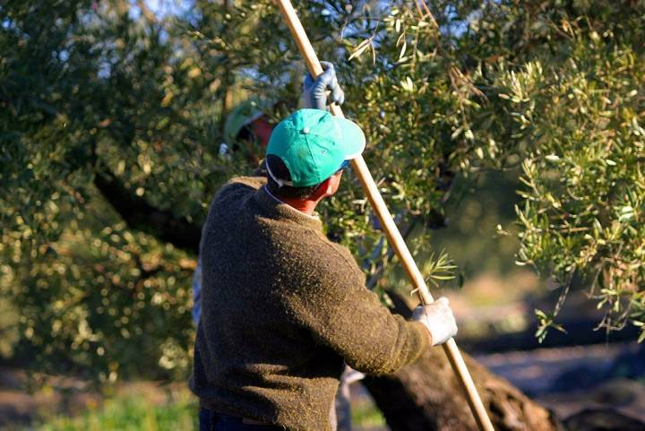Jornaleros florean los olivos para coger las aceitunas 'al vuelo', las que dan el AOVE de máxima calidad. Foto: DipuJaén.