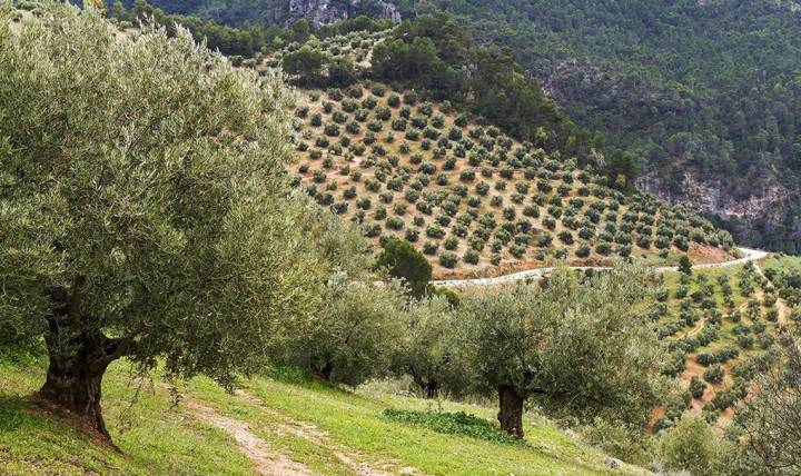 El manto de olivos que cubre todos los rincones de Jaén. Foto: Shutterstock.